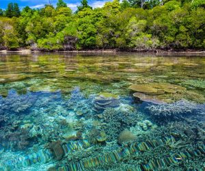We must pull out all the stops to save coral reefs, experts say