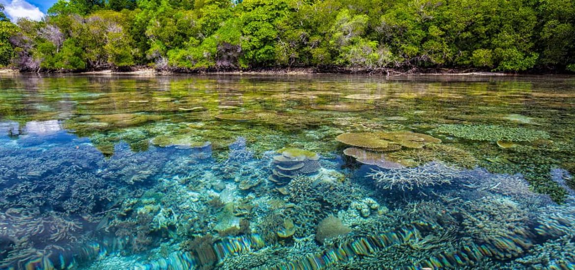 We must pull out all the stops to save coral reefs, experts say