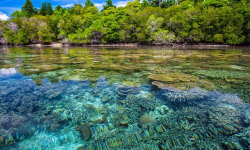 Planting trees in coastal areas can help stressed coral reefs