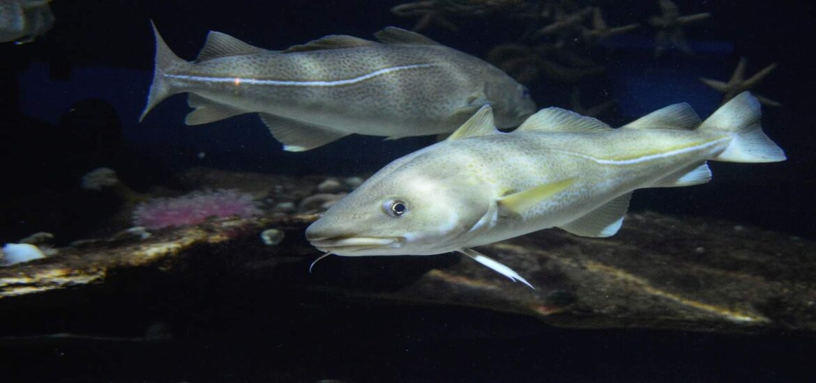 Cod ‘supergenes’ reveal how they are evolving in response to overfishing