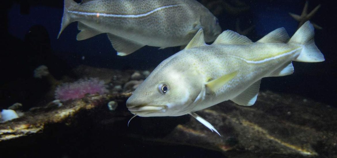 Cod ‘supergenes’ reveal how they are evolving in response to overfishing