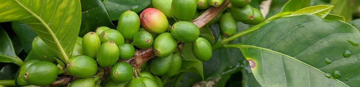 A hardier coffee plant could save yields worldwide from climate change