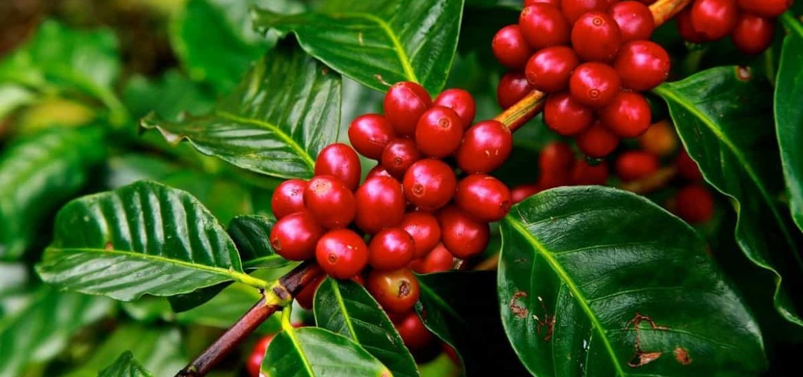 The daily grind: how to cut carbon emissions from coffee