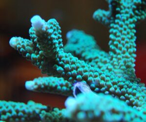 The built-in resilience of corals could help them survive climate change