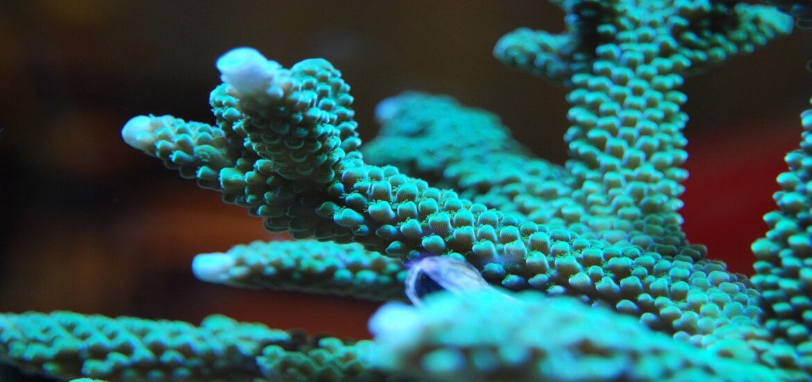 The built-in resilience of corals could help them survive climate change
