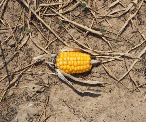 Frequent extreme weather events are increasing crop losses in Europe
