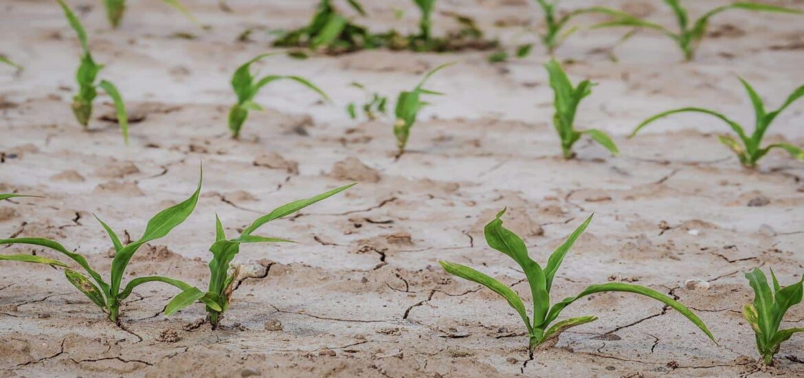 ‘Green water’ is set to diminish for most croplands worldwide
