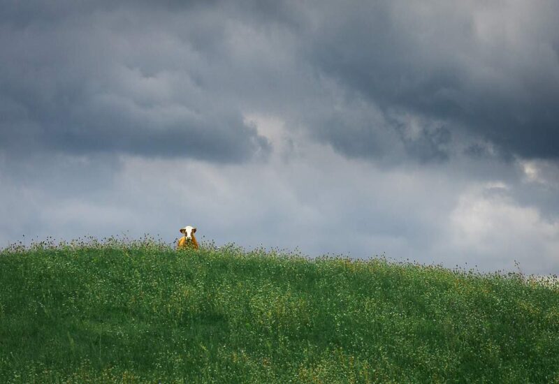 Raising cattle on native grasses in the U.S. benefits farmers, wildlife and the soil