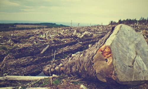 ‘Ecocide’ must be recognized as a global crime