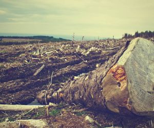 ‘Ecocide’ must be recognized as a global crime