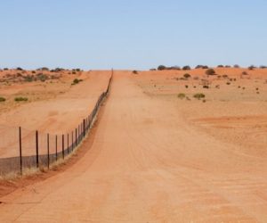 Fence study shows dingo’s role in desert biodiversity