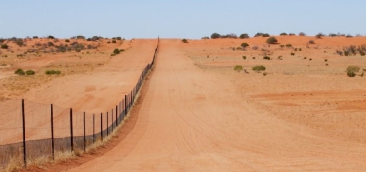 Fence study shows dingo’s role in desert biodiversity