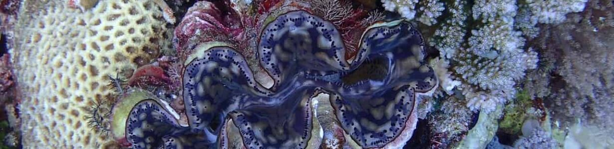 Giant clams face new threats, but we can buy them time