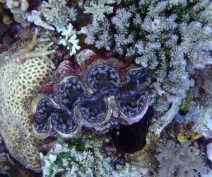 Giant clams face new threats, but we can buy them time