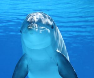 Marine mammals live longer in zoos thanks to better animal care