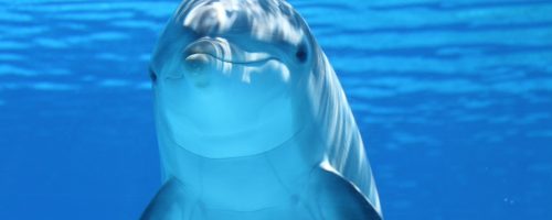 Marine mammals live longer in zoos thanks to better animal care