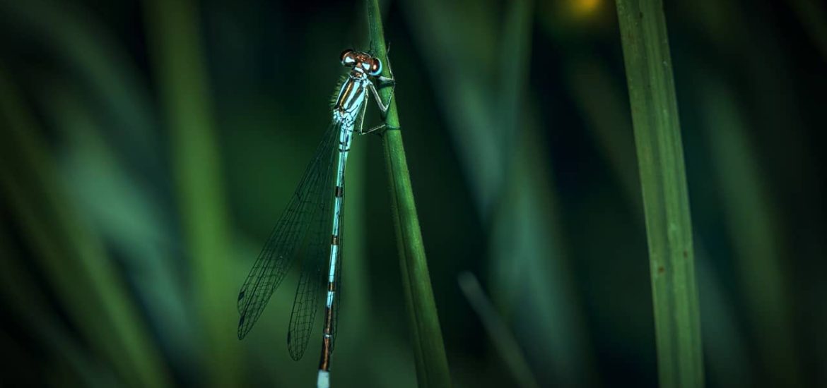 Intensive agriculture and climate change are threatening insects worldwide