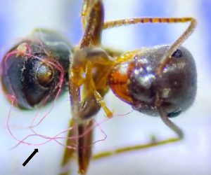 Even tiny ants can get entangled in plastic waste