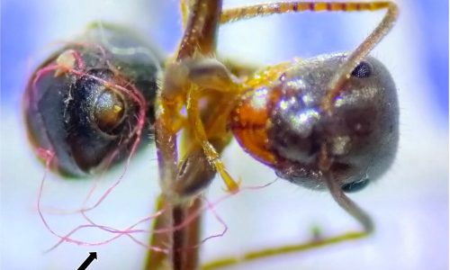 Even tiny ants can get entangled in plastic waste