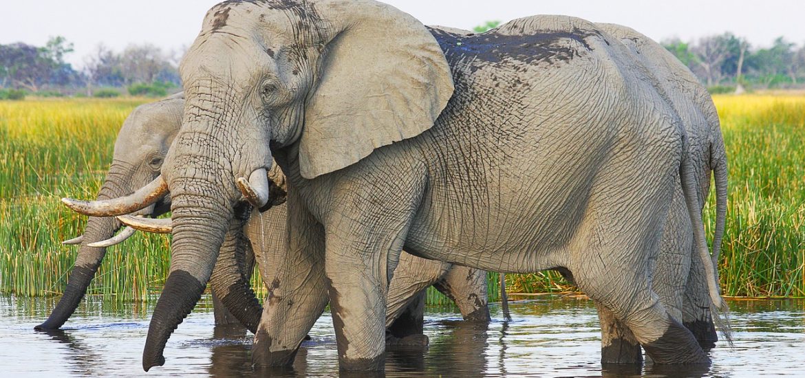 Ethiopia’s elephants are being squeezed out of their protected habitat