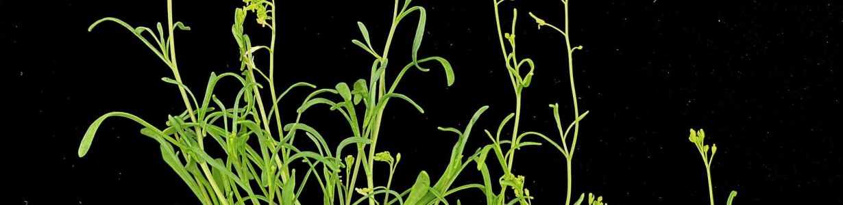 A hardy plant could help us fortify stressed crops