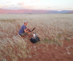 Namibia’s fairy circles offer insights on arid ecosystems