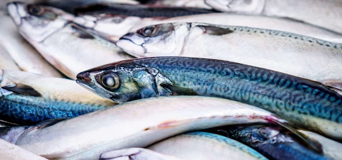 Sustainably produced ‘blue food’ could feed billions of people