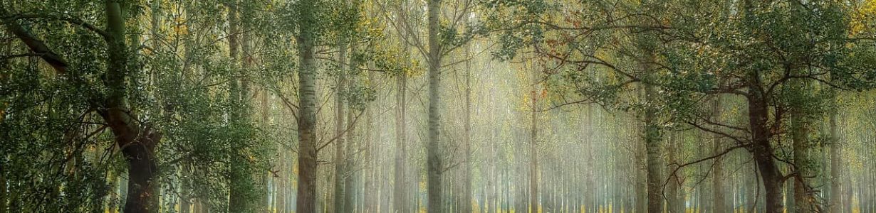 Is sustainable forestry a myth or a reality?