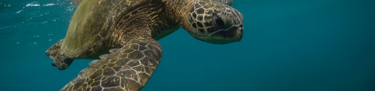 The sex ratio of endangered sea turtles is badly skewed by pollution