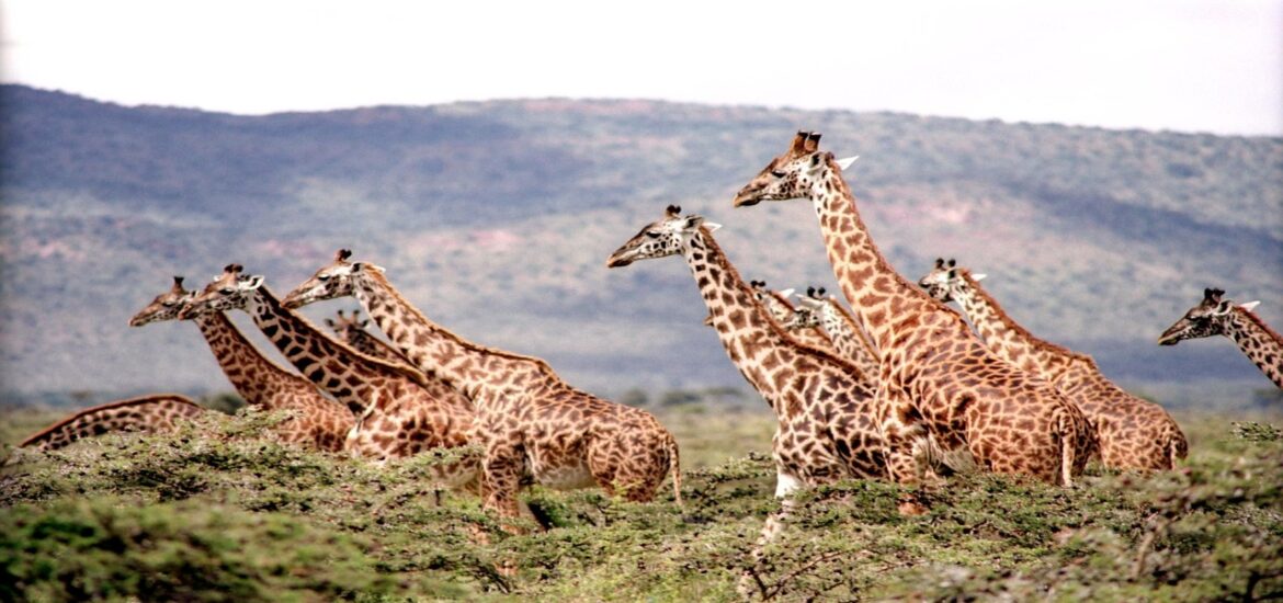 Giraffes are highly complex social animals, scientists find