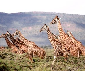 East African giraffes are adapting to rising temperatures. . . so far