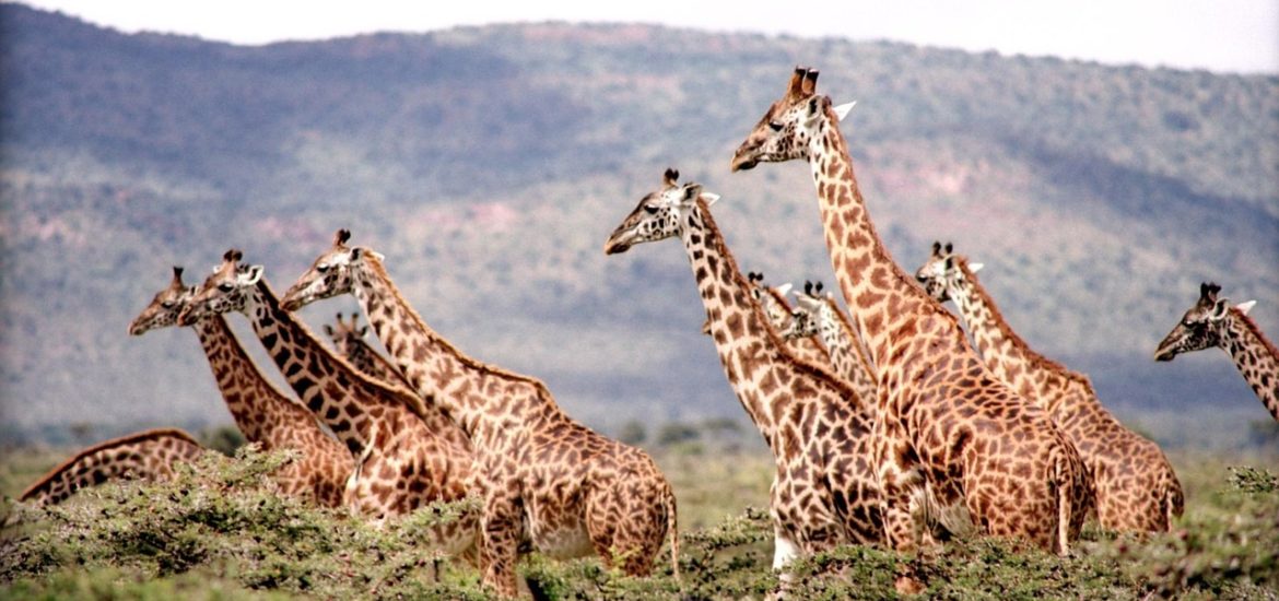 Giraffes are highly complex social animals, scientists find
