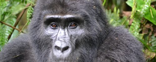 Critically endangered gorillas lead a precarious existence