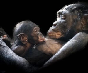 Great apes in Africa are set to lose most of their current ranges
