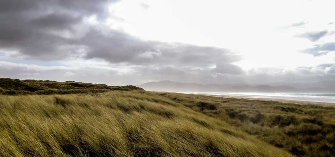 Ireland has lost almost all of its native forests. Here’s how to bring them back