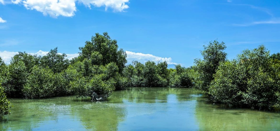 In Kenya and elsewhere saving mangroves can save the planet