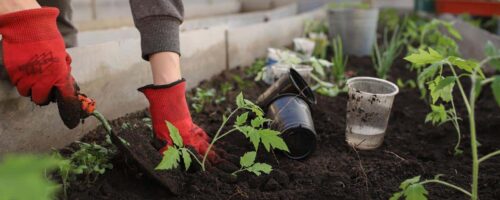Urban gardeners can help save endangered native plants