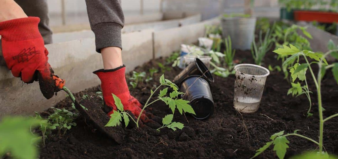 Urban gardeners can help save endangered native plants