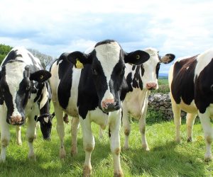 ‘Climate-smart cows’ could yield plenty more milk in Africa