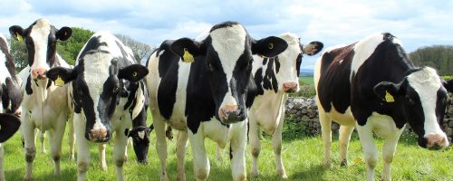 ‘Climate-smart cows’ could yield plenty more milk in Africa