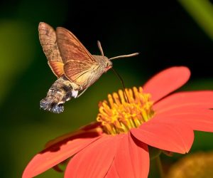 Moths are more efficient pollinators than bees, scientists find