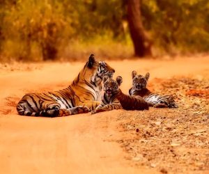 India’s wild tigers have doubled in number within a decade