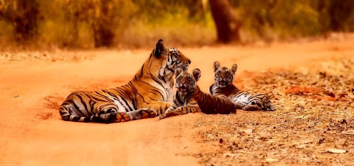 India’s wild tigers have doubled in number within a decade