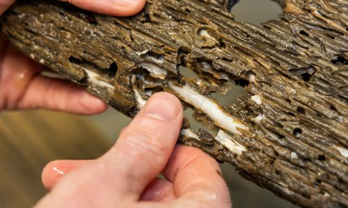 Pesky shipworms could become a sustainable superfood