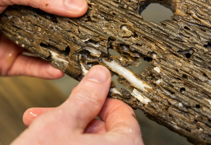 Pesky shipworms could become a sustainable superfood
