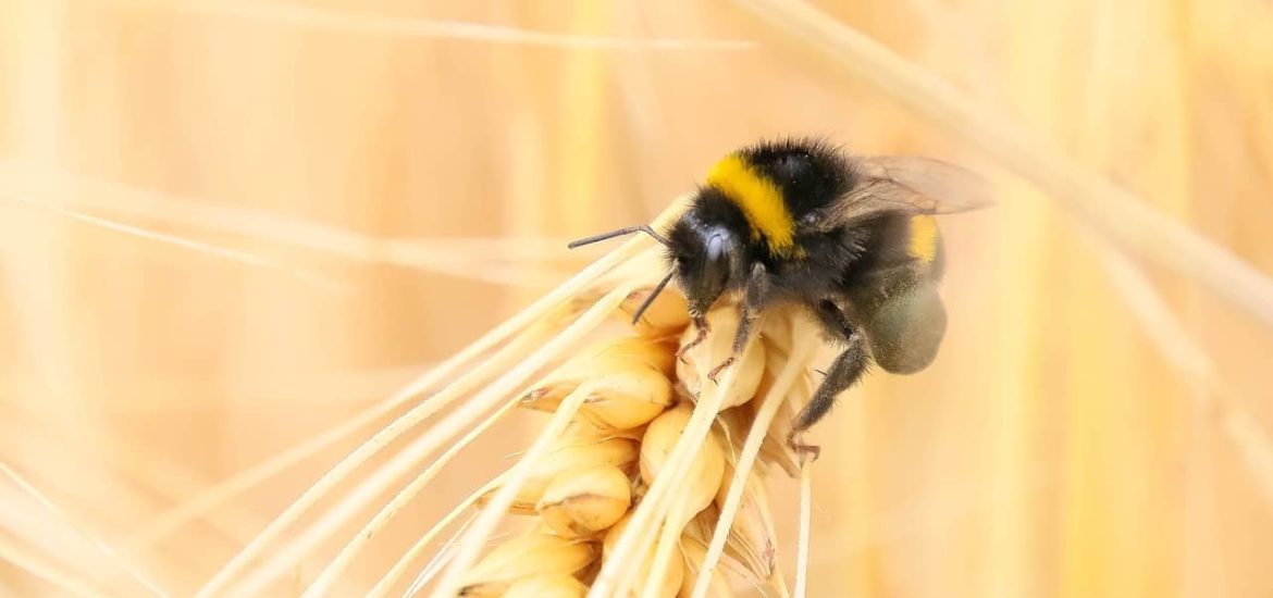 A mixture of crops can be a blessing for bees and other pollinators