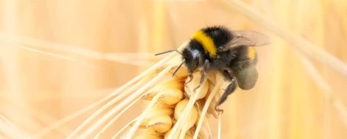 A mixture of crops can be a blessing for bees and other pollinators