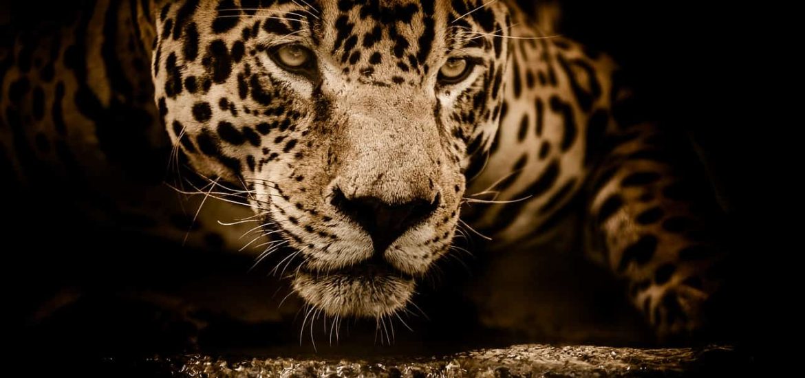 Wildfires in Brazil’s Amazon are decimating jaguars