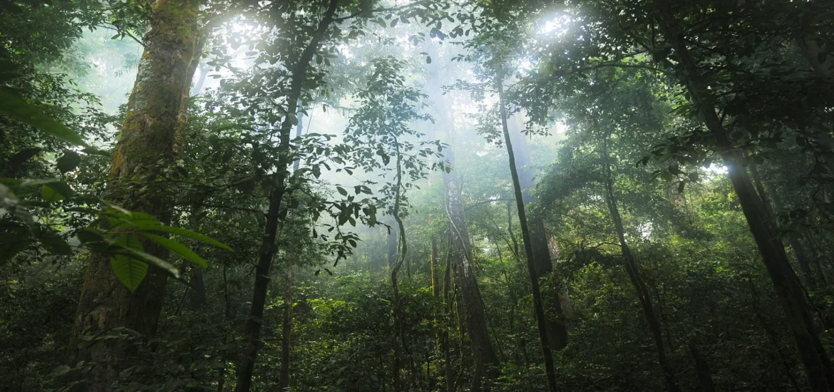 Restored tropical forests will store carbon even in the face of climate change
