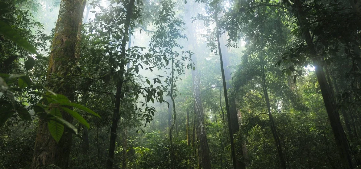 Restored tropical forests will store carbon even in the face of climate change